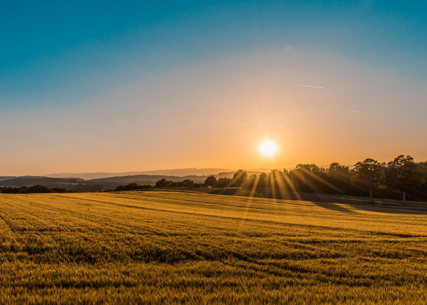 Golden fields at sunset