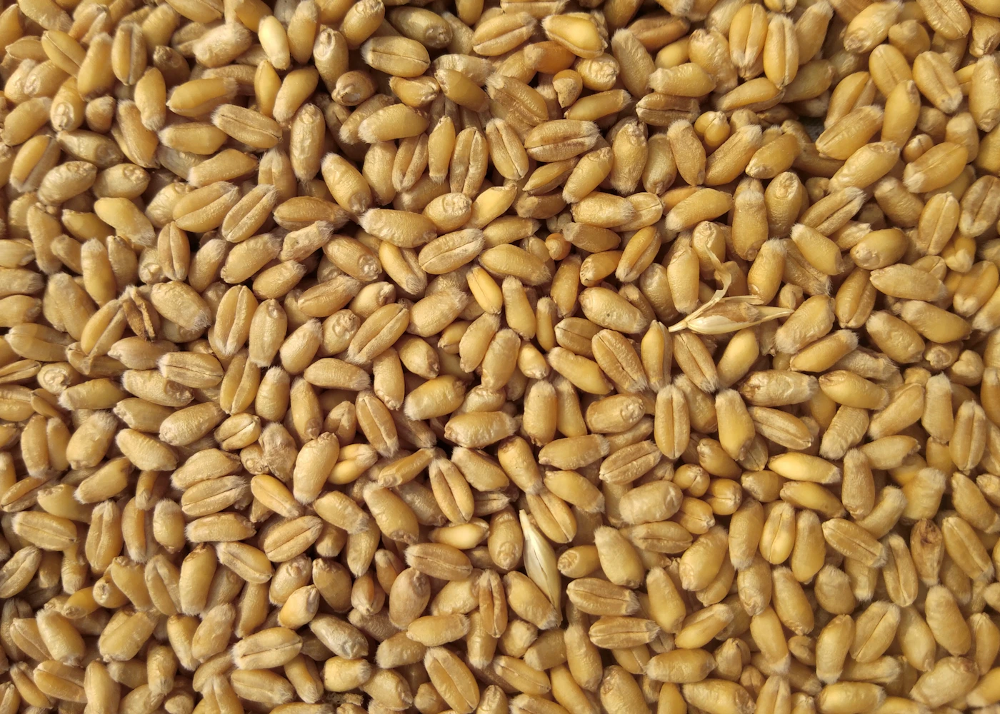 Wheat grains displayed in bulk
